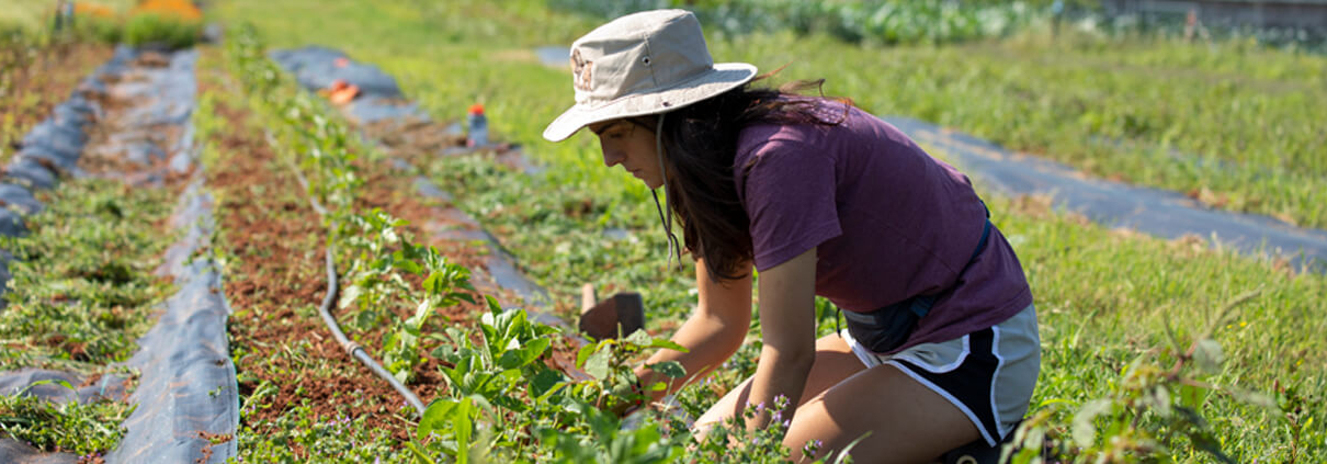 Undergraduate student Erica Head weeds a section of crops as she works at the UGArden. PHOTO: Andrew Davis Tucker / UGA