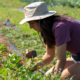 Undergraduate student Erica Head weeds a section of crops as she works at the UGArden. PHOTO: Andrew Davis Tucker / UGA